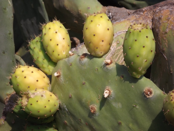 Prickly pear cactus fruit