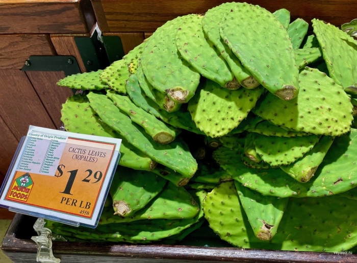 Кактус нопаль nopal