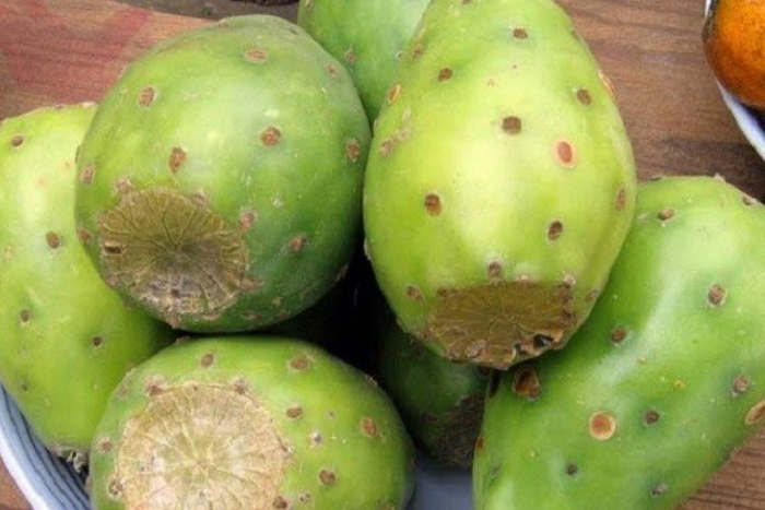 Нопалея опунция