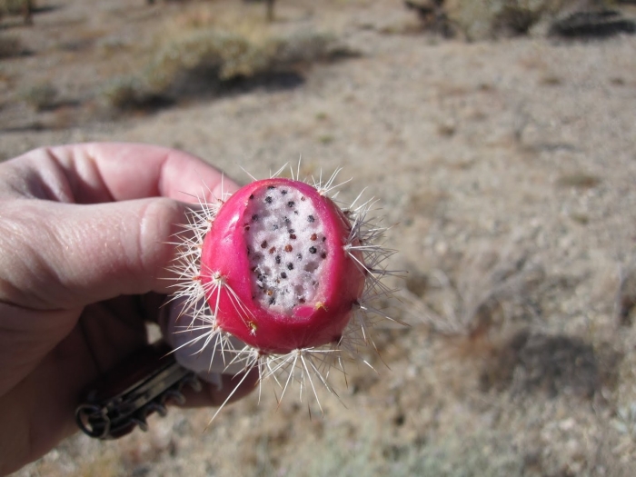 Фрукт похожий на кактус