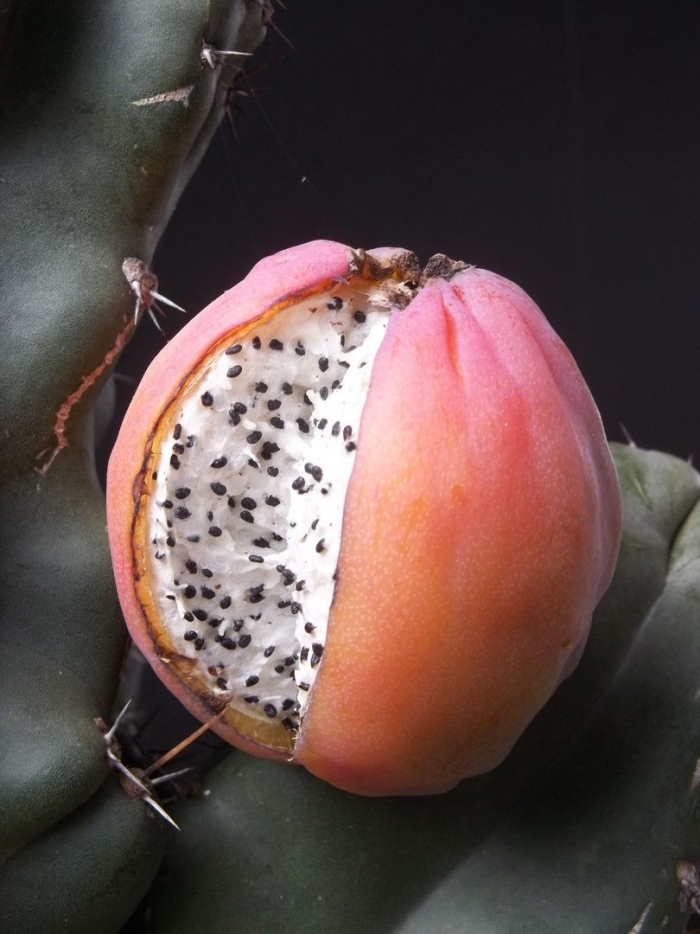 Кактус со съедобными плодами