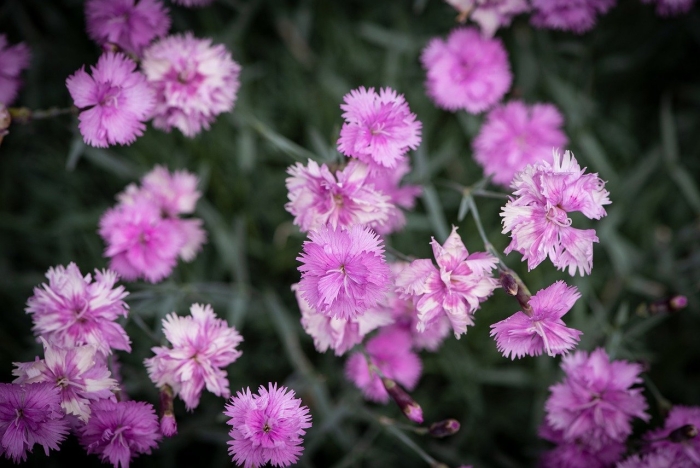 Гвоздика травянка (dianthus deltoides)