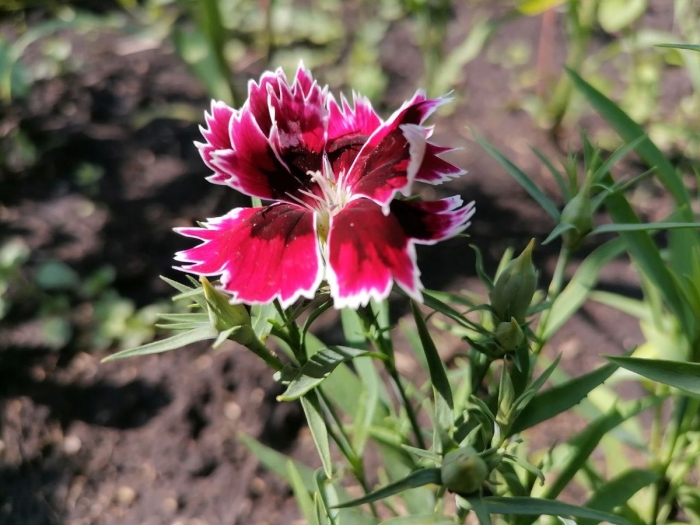 Гвоздика китайская ворожея