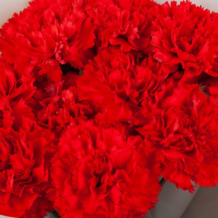 11 гвоздик букет