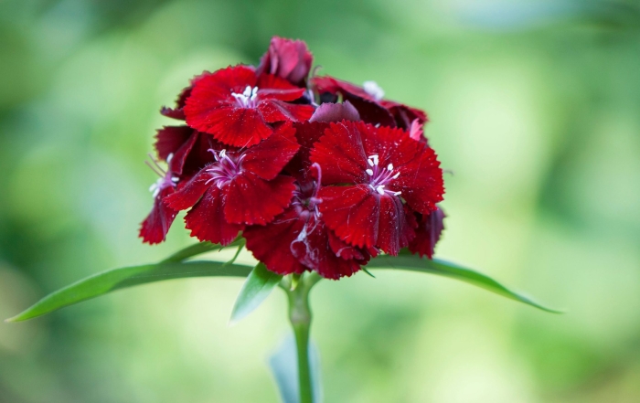 Гвоздика китайская империалис