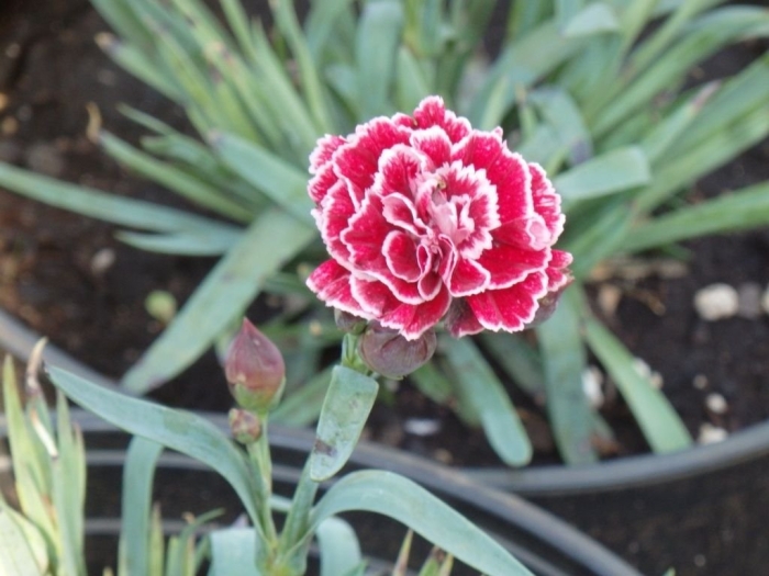 Гвоздика махровая