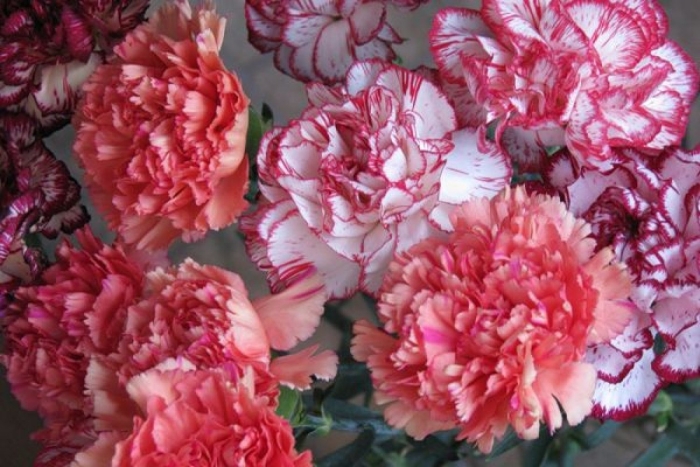 Гвоздика шабо пикоти