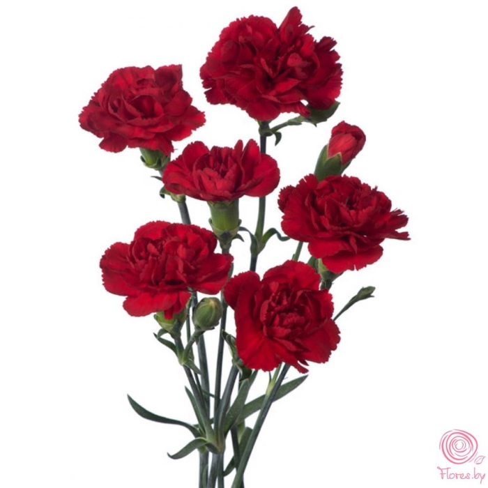 Гвоздика цветок кустовая