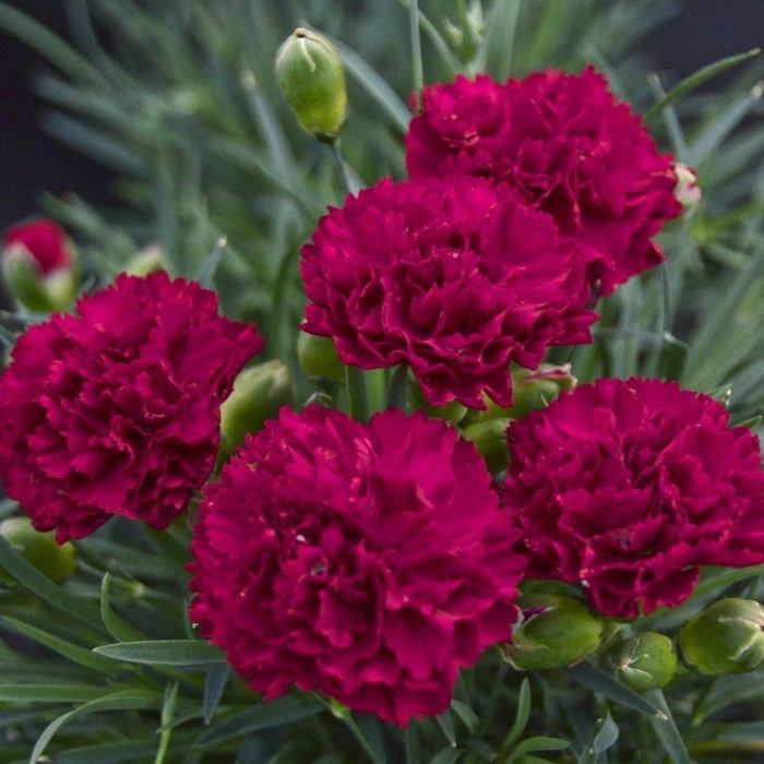 Диантус шарлотта