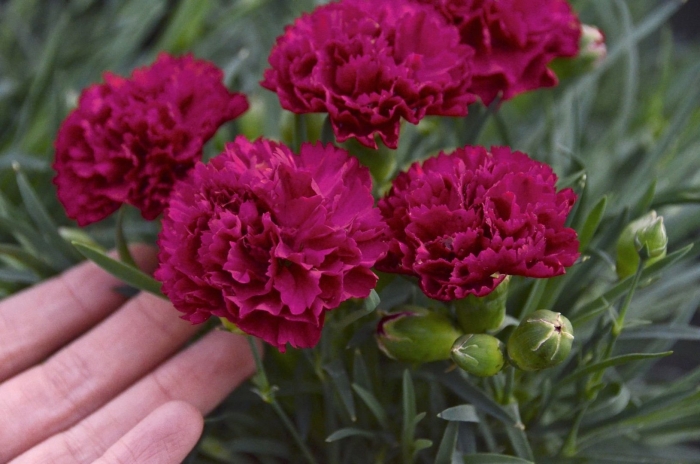 Гвоздика шабо махровая