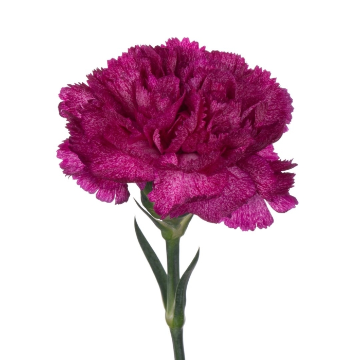 Цветок гвоздики