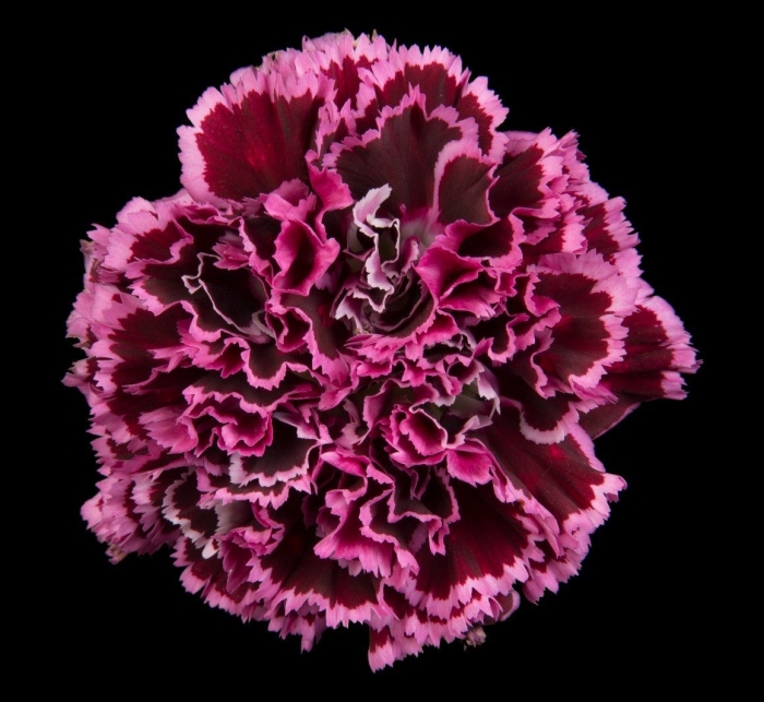 Гвоздика диантус