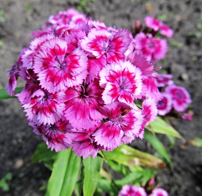 Гвоздика бородатая - dianthus barbatus