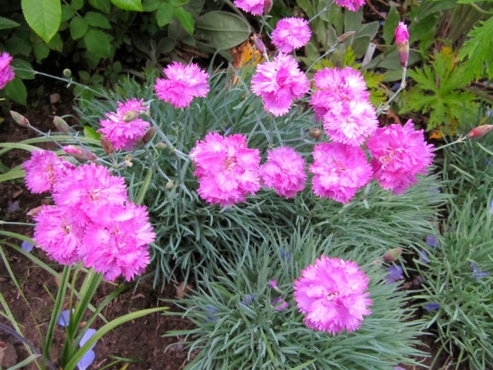 Гвоздика садовая шабо