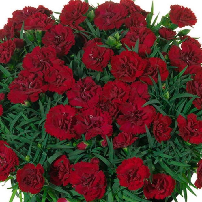 Гвоздика садовая бордовая