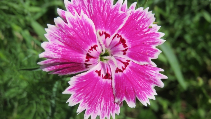 Гвоздика китайская