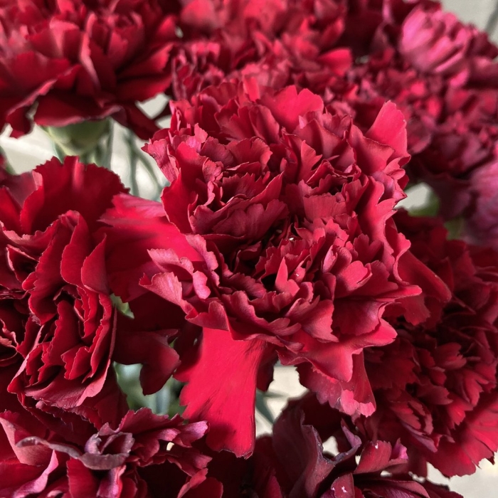 Гвоздика бургунди диантус