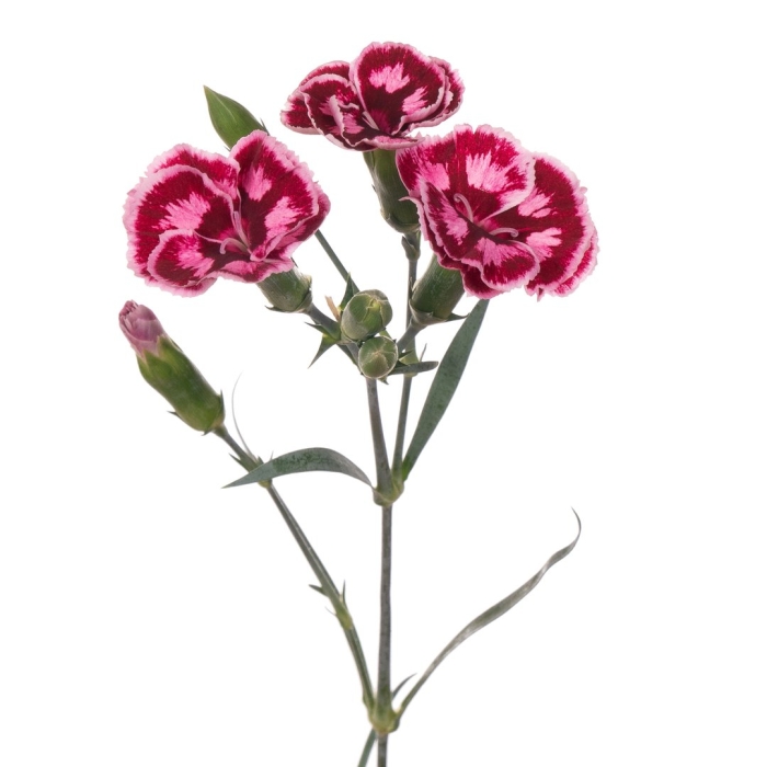 Гвоздика андржейовского