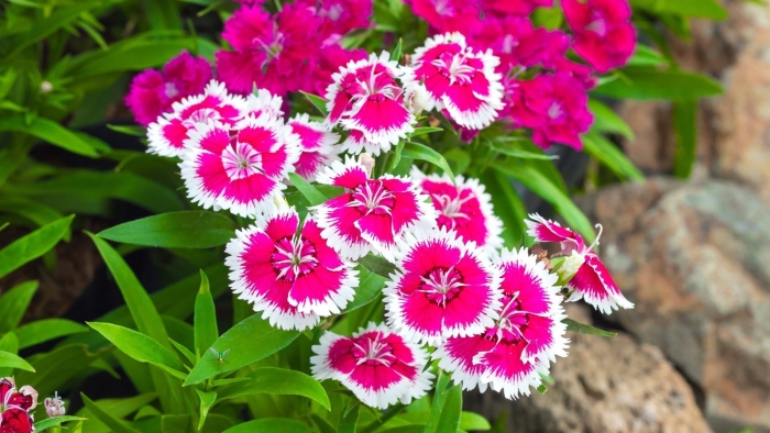 Dianthus chinensis гвоздика китайская
