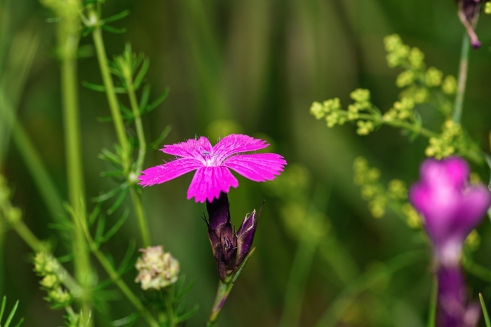 Dianthus carthusianorum