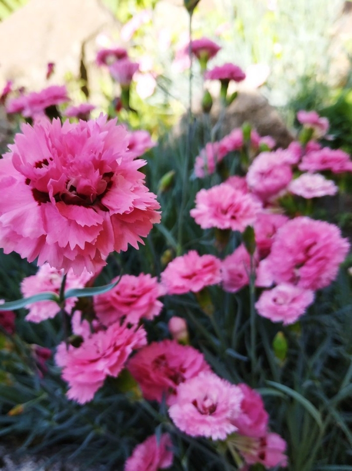 Гвоздики красивые