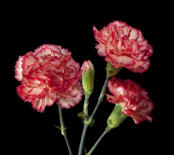 Гвоздика на черном фоне