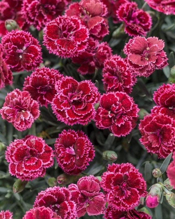 Гвоздика садовая шабо маджента