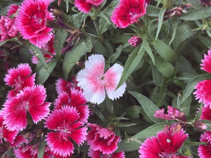 Гвоздика китайская диана