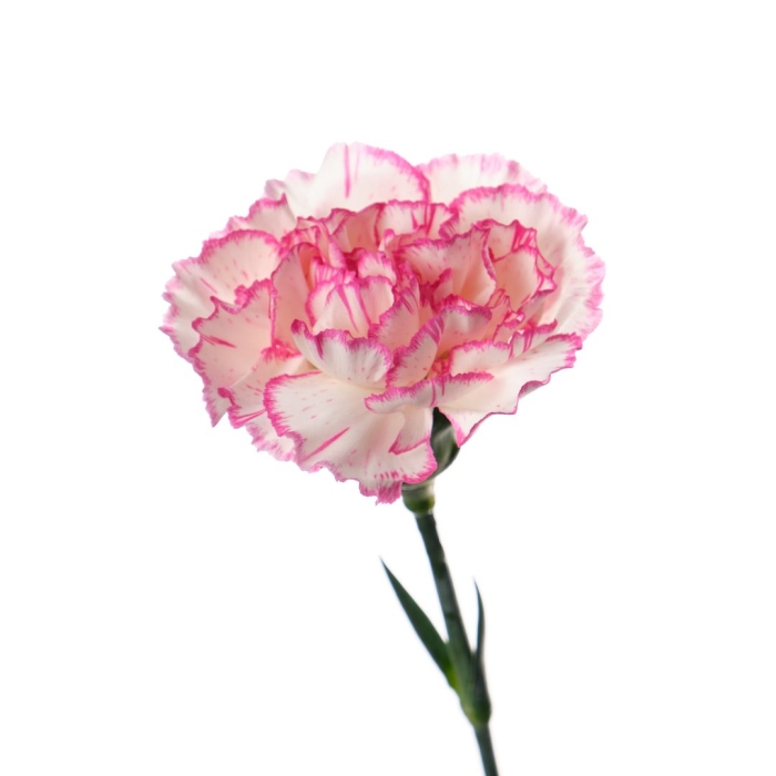 Гвоздика донсел