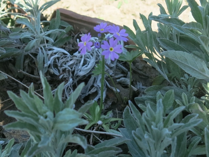 Вероника седая