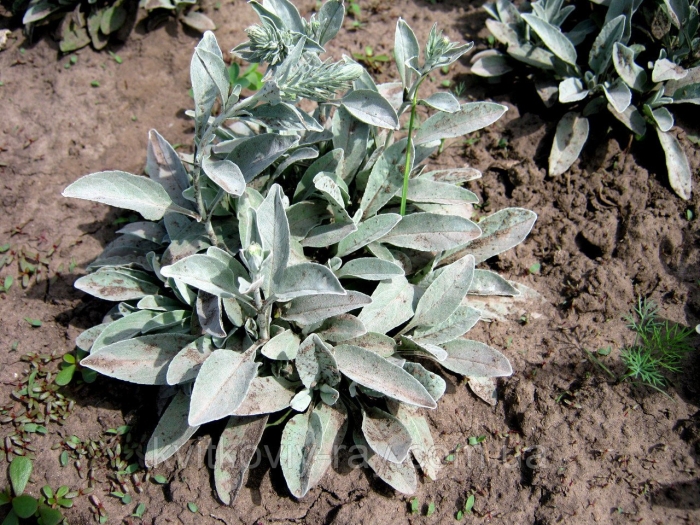 Стахис шерстистый сильвер карпет