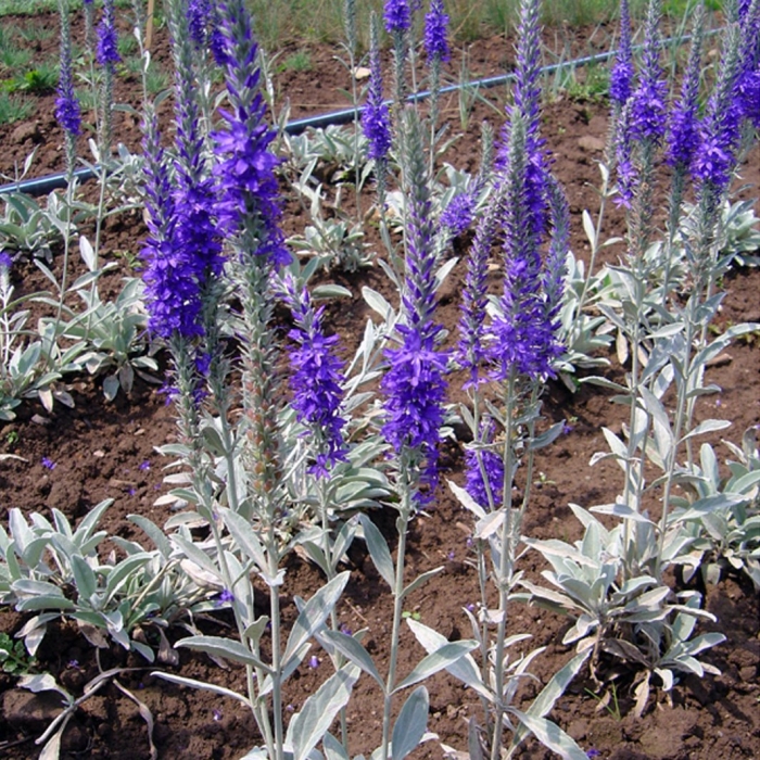 Вероника седая silberteppich