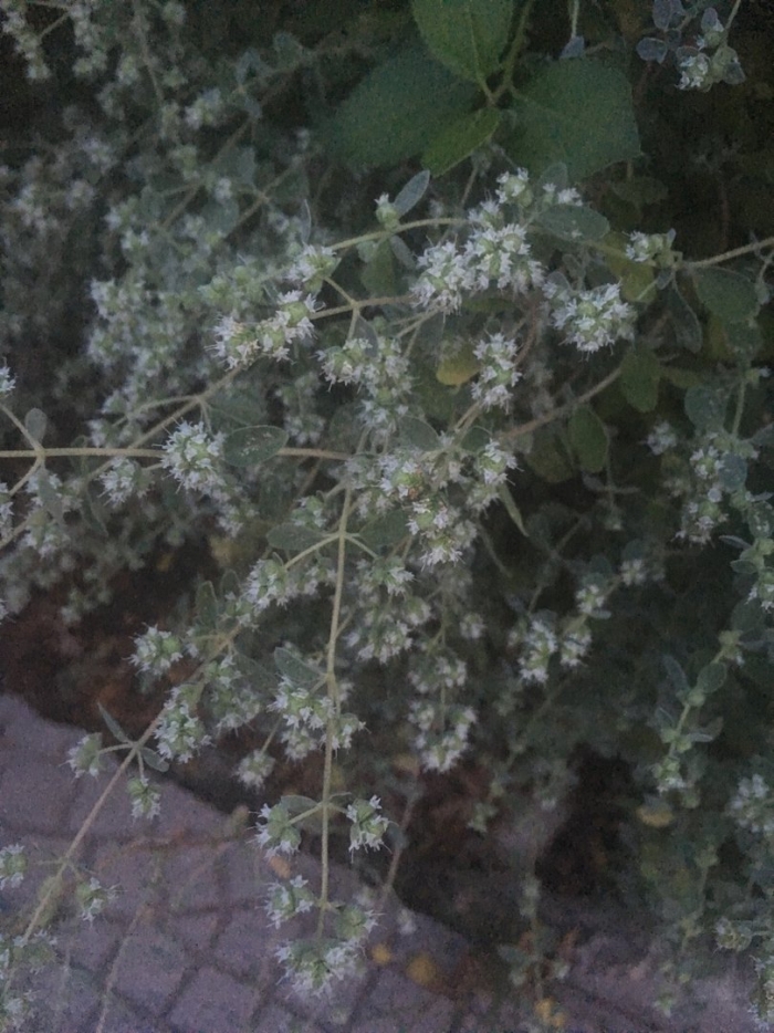 Origanum majorana (майоран)