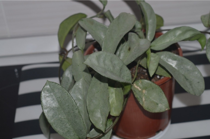 Хойя карноза грей хост