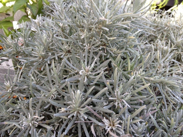 Гелихризум сильверболл