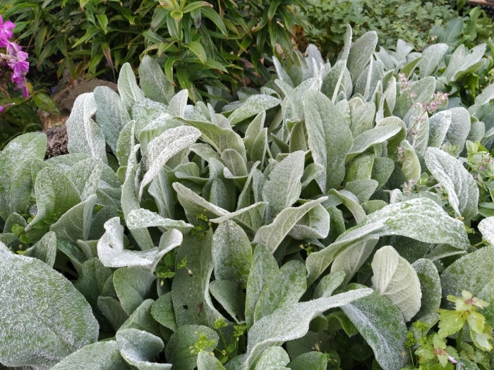 Стахис шерстистый чистец византийский