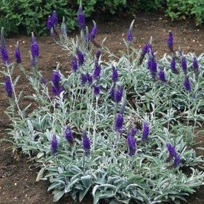 Вероника седая растение