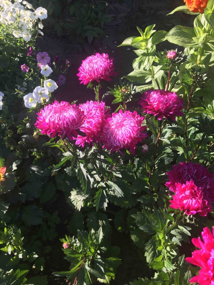 Астра седая медея