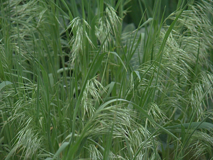 Bromus tectorum