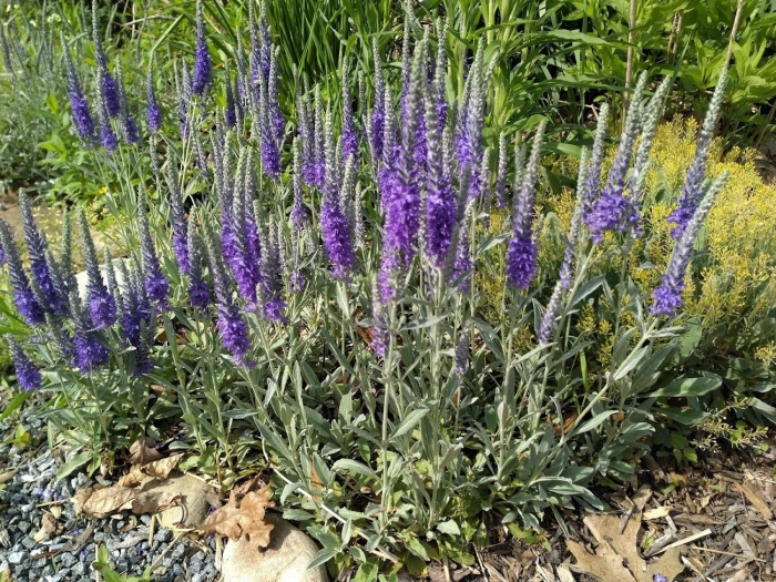 Вероника седая (veronica incana)