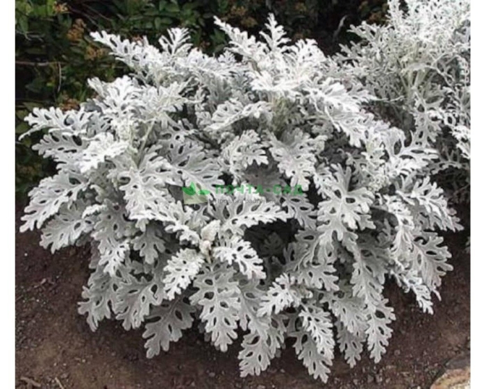 Цинерария приморская senecio cineraria