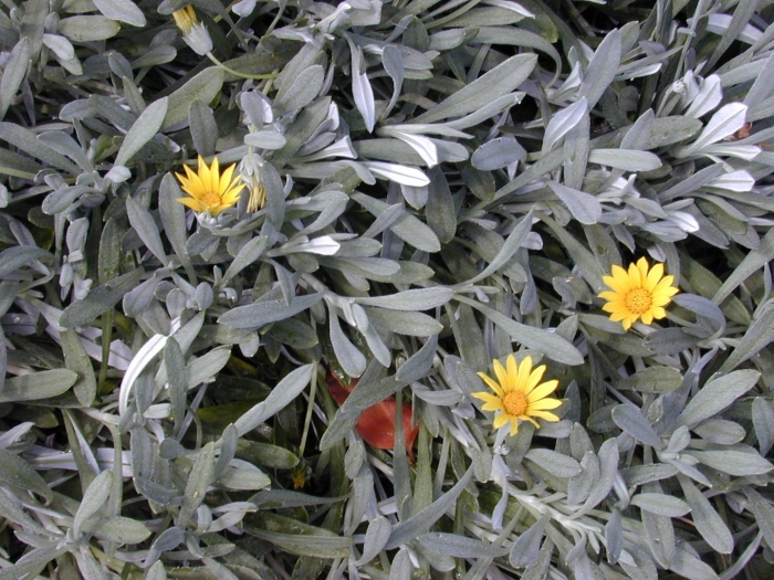 Gazania rigens