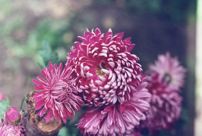 Хризантемы цветок