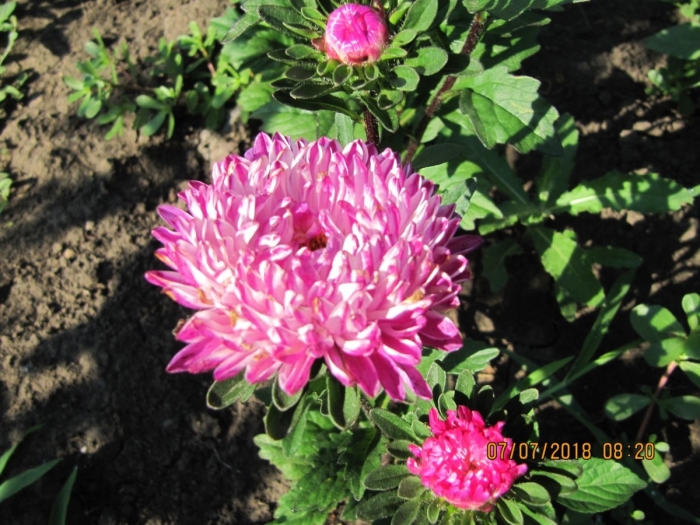 Низкорослые астры