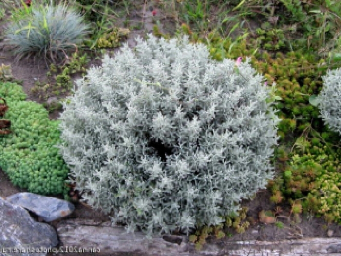 Сантолина кипарисовидная