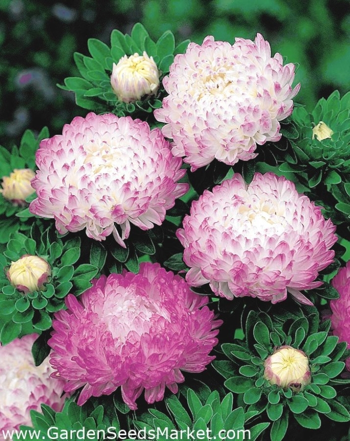 Callistephus chinensis