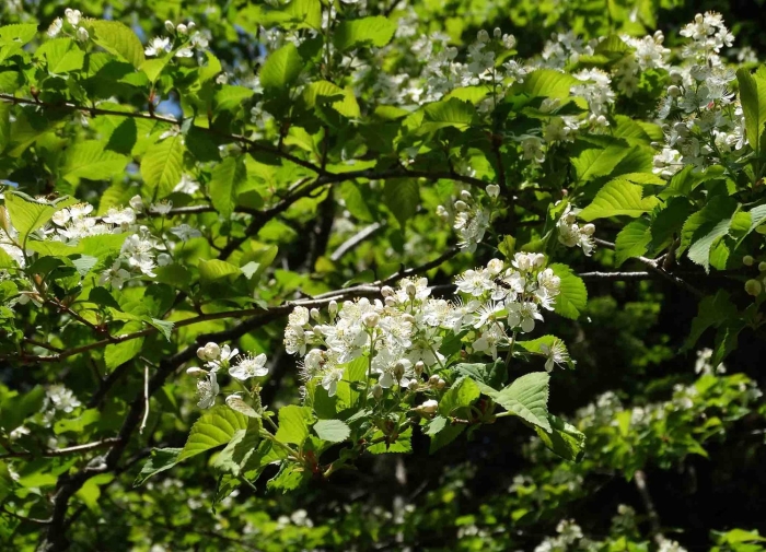 Черемуха максимовича