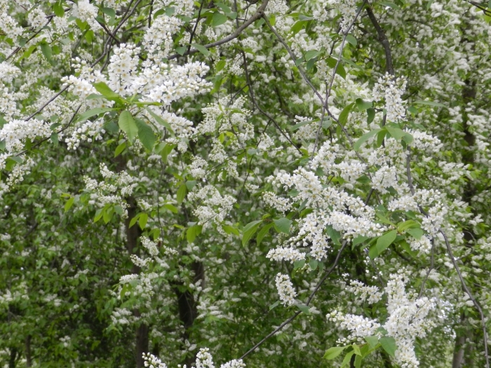 Куст черемуха маака