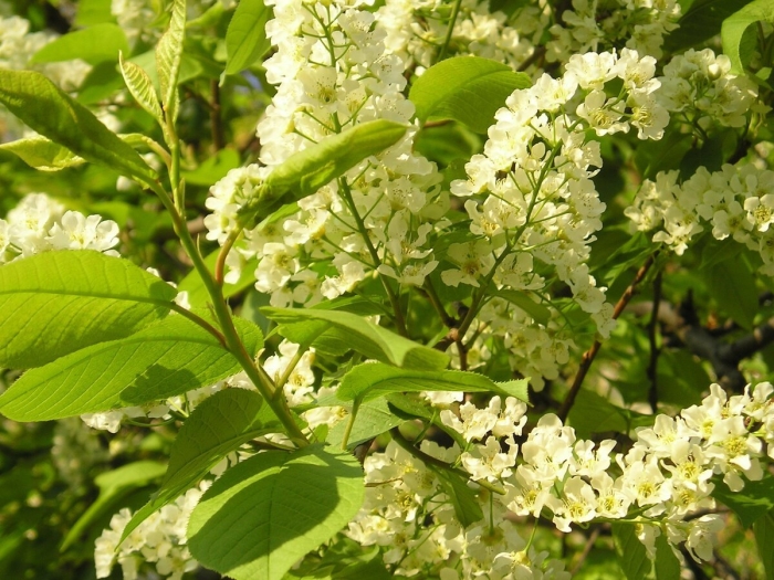 Черемуха обыкновенная prúnus pádus