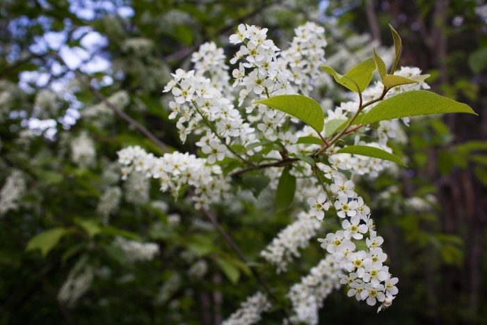 Черёмуха обыкновенная альберти